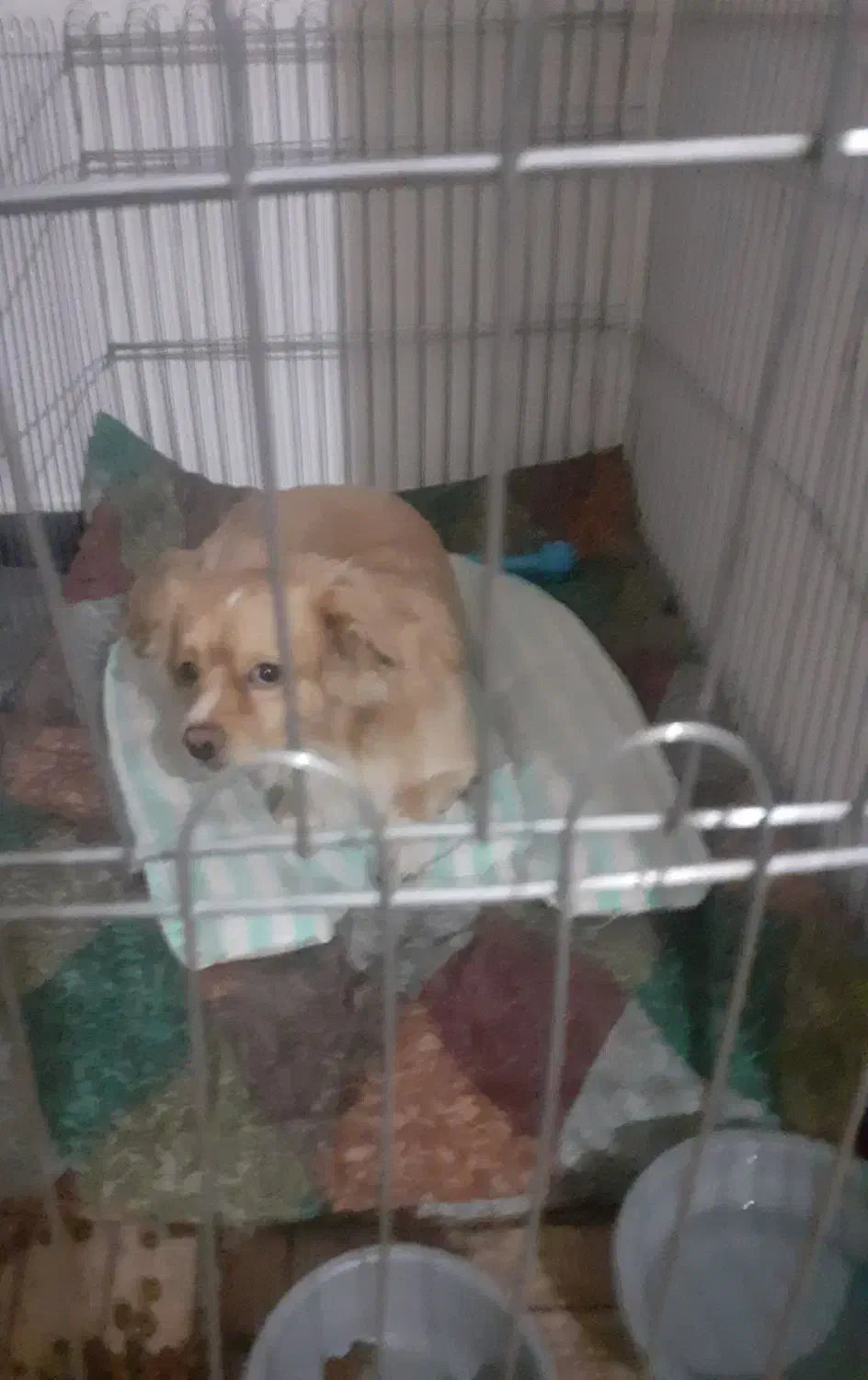 فروش جاپانیز اشپیتز نر یکساله قیمت باقفس ۴تومن|سگ|نجفآباد, امیرآباد|دیوار