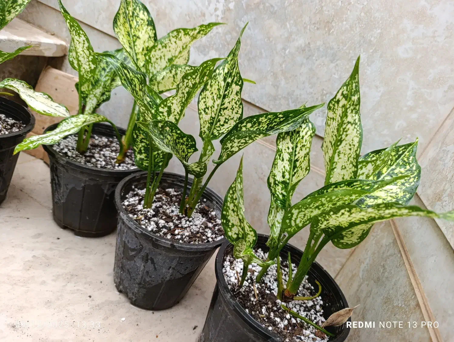 هدیه صد و دویست|گل و گیاه طبیعی|نیشابور, شهید بهشتی|دیوار