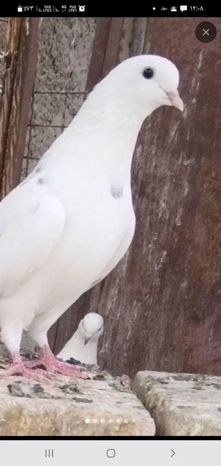 کفترپرشی صاف پروبازیکن(همراه باارسال)|حراج|اشکذر, |دیوار