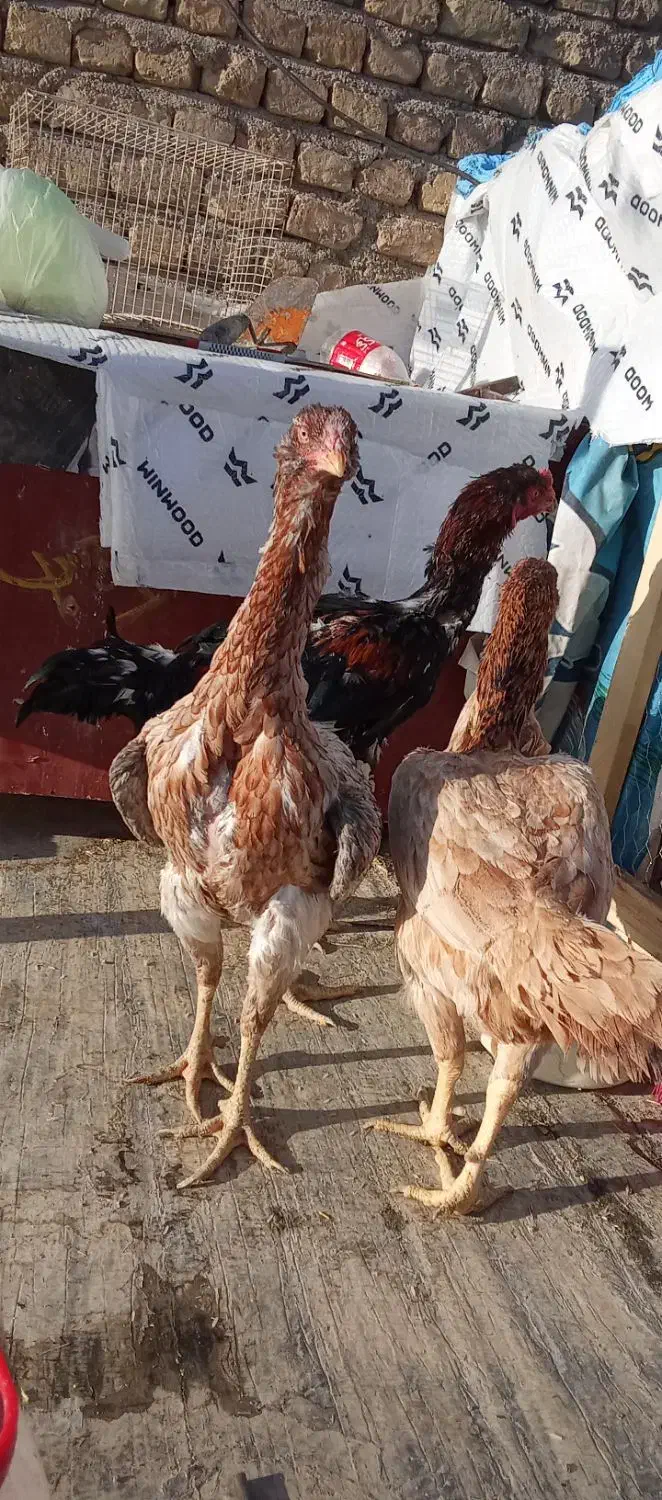 لاری لاری لاری تخم|حیوانات مزرعه|شیروان (خراسان), |دیوار