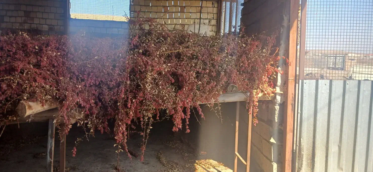 زرشک|خوردنی و آشامیدنی|سده (خراسان جنوبی), |دیوار