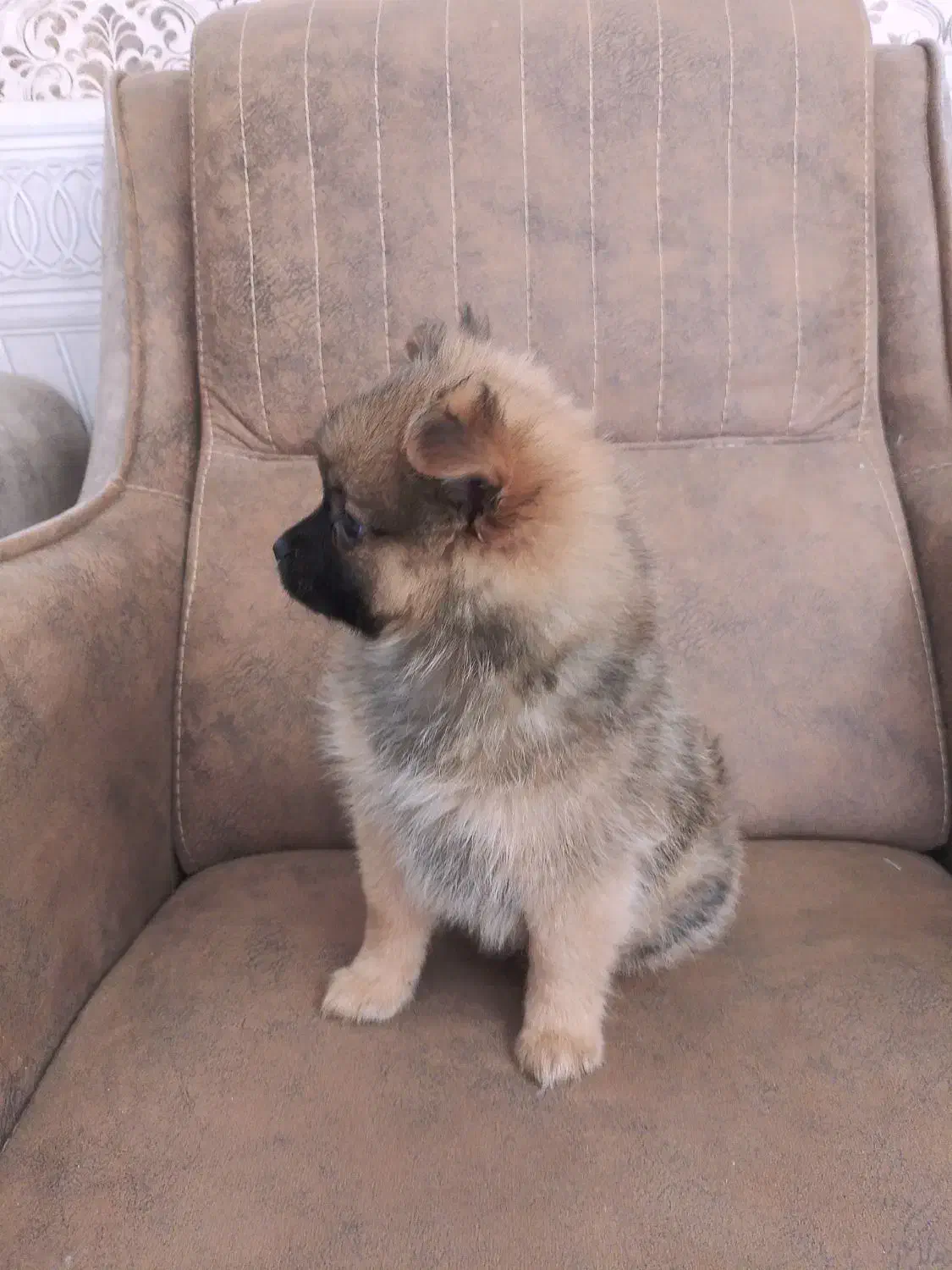 سگ پامر|سگ|مشهد, یاس|دیوار