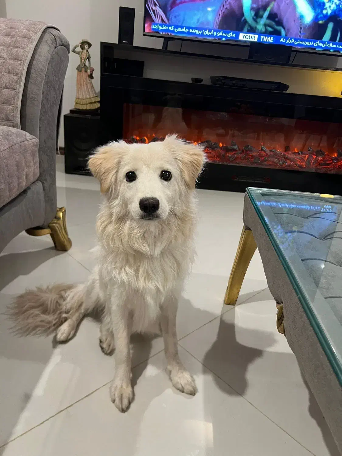 سگ نژاد اشپیتز|سگ|مشهد, استاد یوسفی (شهرک غرب)|دیوار