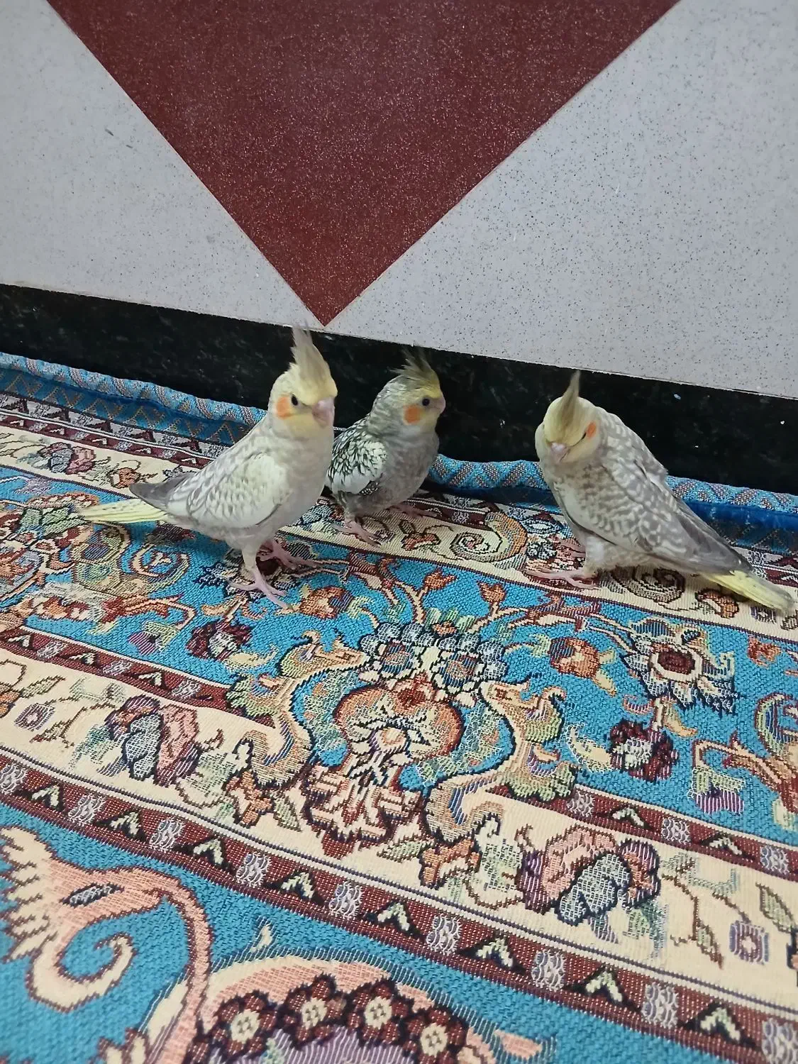 عروس هلندی گلباقالی سرلاکی|پرنده|لالجین, |دیوار