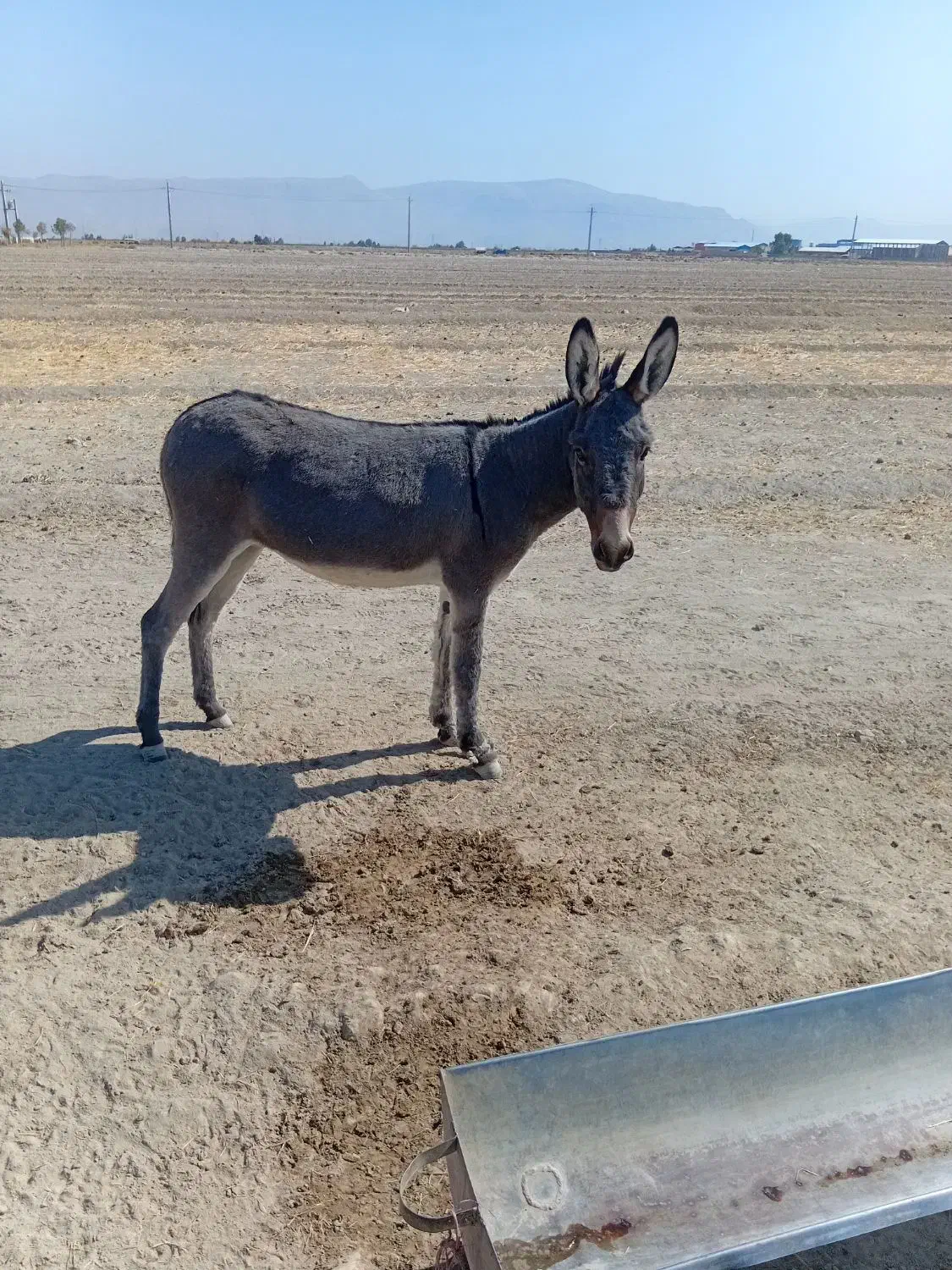 الاغ فروشی|حیوانات مزرعه|مرودشت, دولت آباد|دیوار