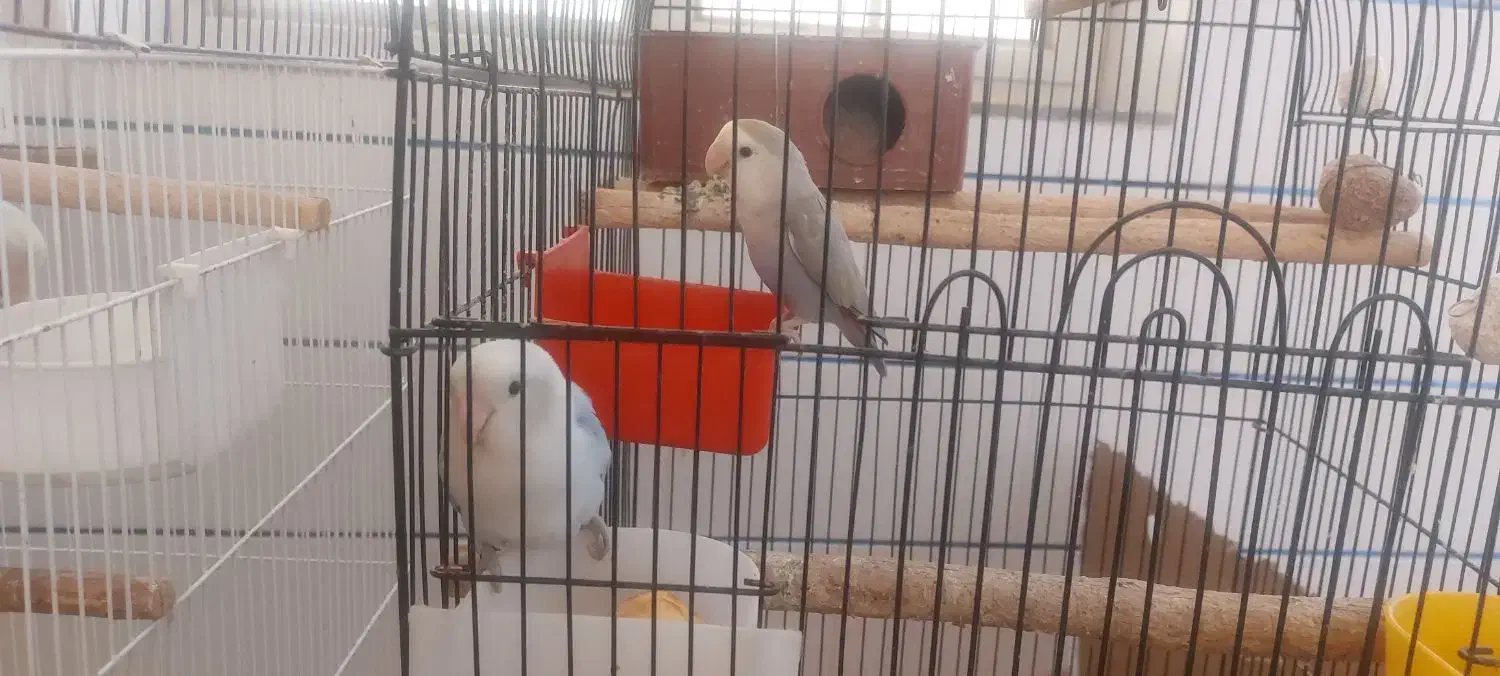 طوطی برزیلی|پرنده|مرودشت, ژیان|دیوار