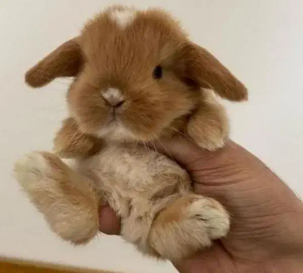 هدیه روز دختر خرگوش عروسکی|موش و خرگوش|مشهد, دانشجو|دیوار