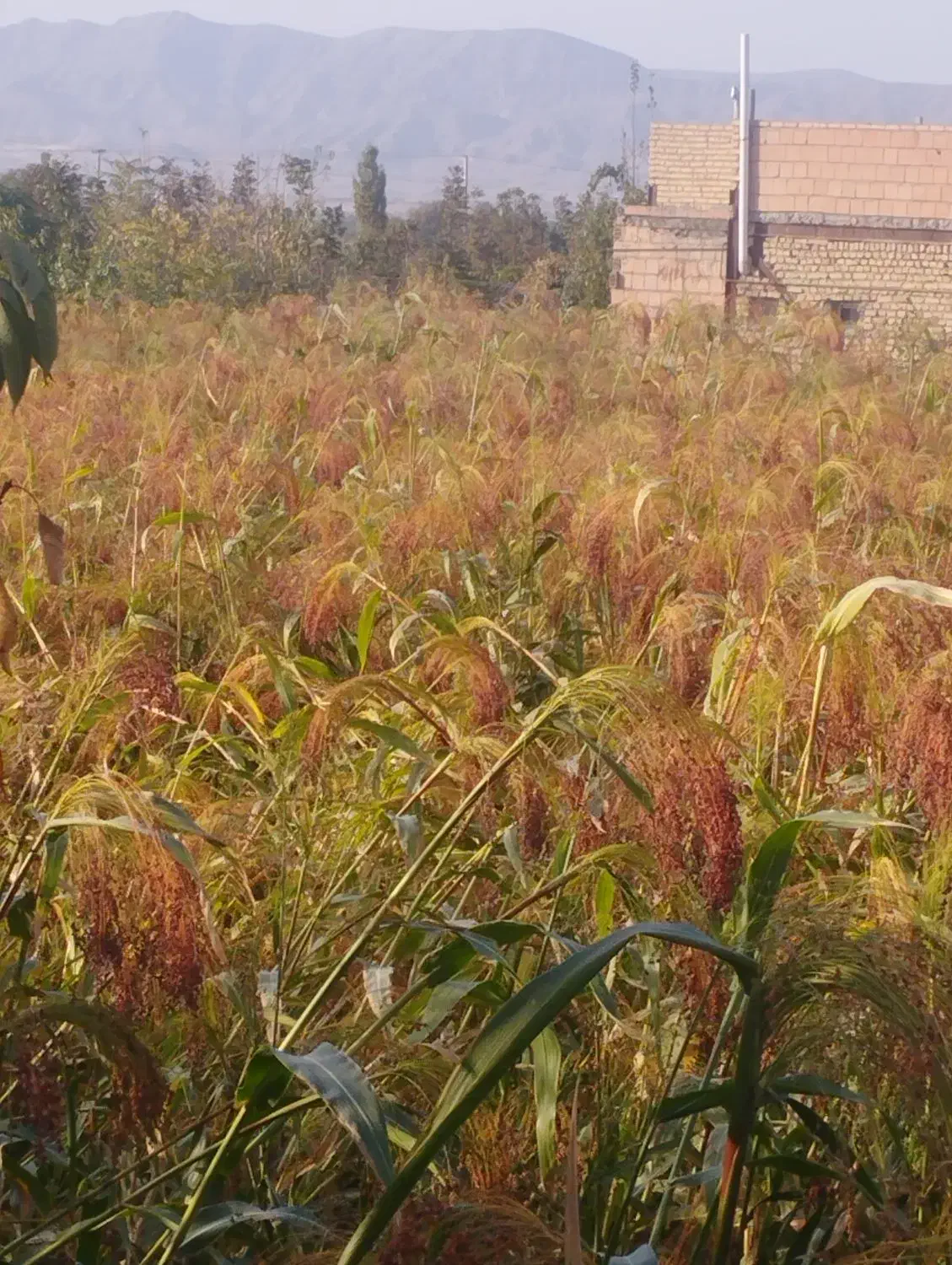 جارو خوشه|خدمات باغبانی و درختکاری|آشخانه, |دیوار