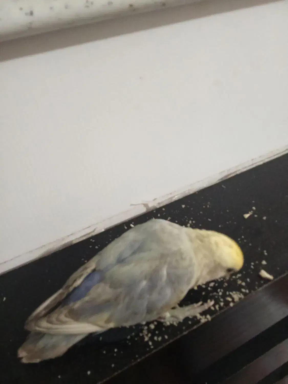 گمشده|پرنده|کاشان, فاز ۲ ناجی آباد|دیوار