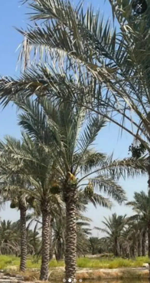 کنه نخل|خدمات باغبانی و درختکاری|سعدآباد, |دیوار