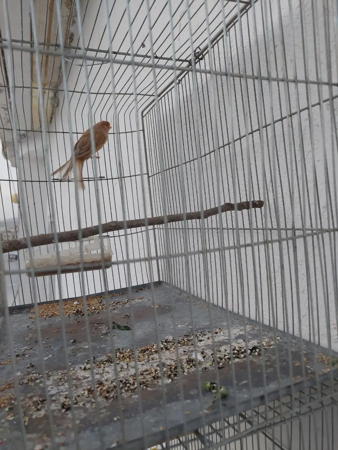 قناری آهویی سرخ نر|پرنده|صدرا-فارس, فاز ۱|دیوار