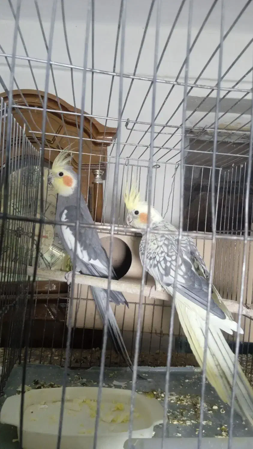 عروس هلندی|پرنده|سبزوار, امام خمینی (ناوی)|دیوار