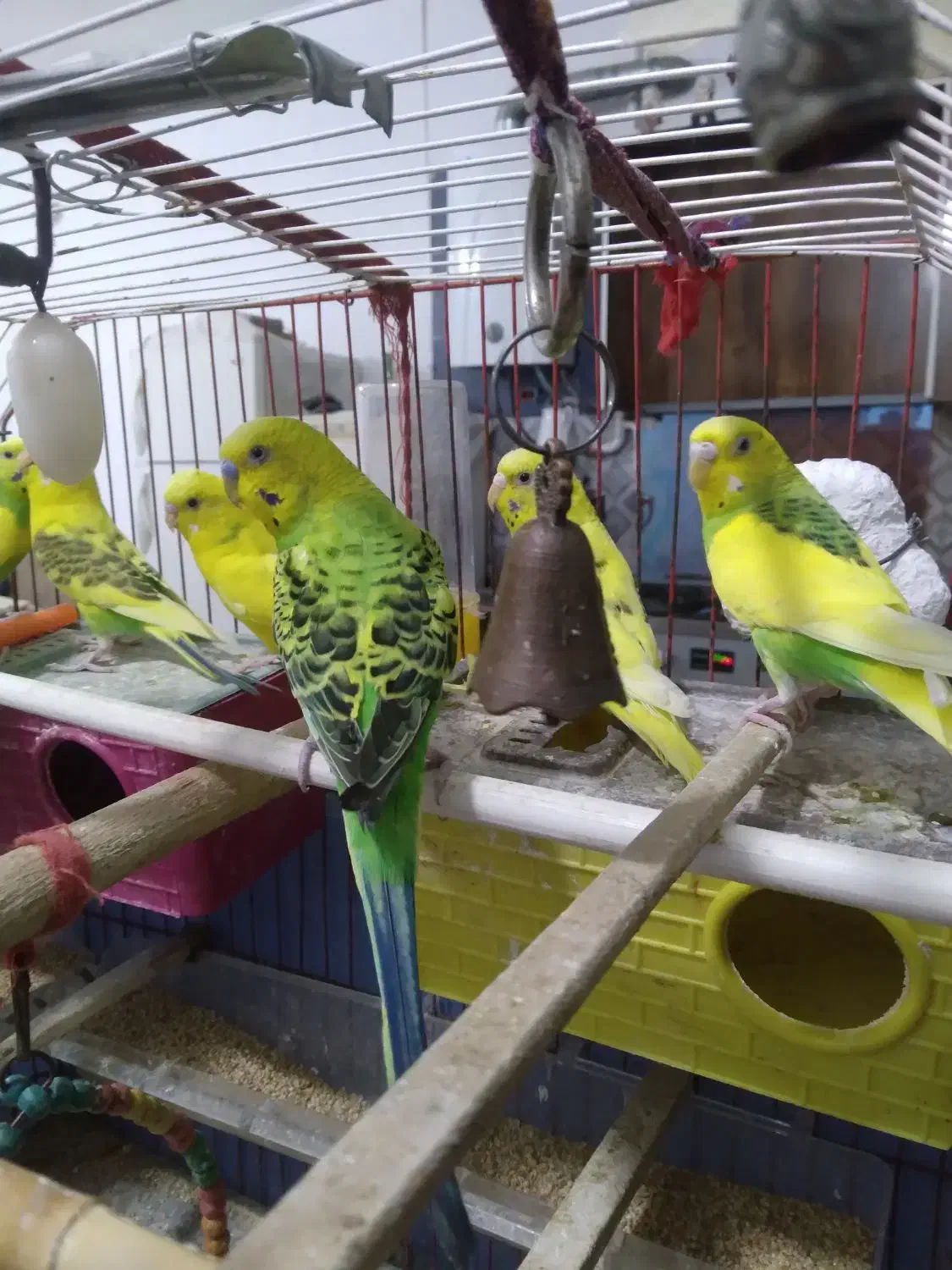 مرغ عشق|پرنده|ملارد, |دیوار