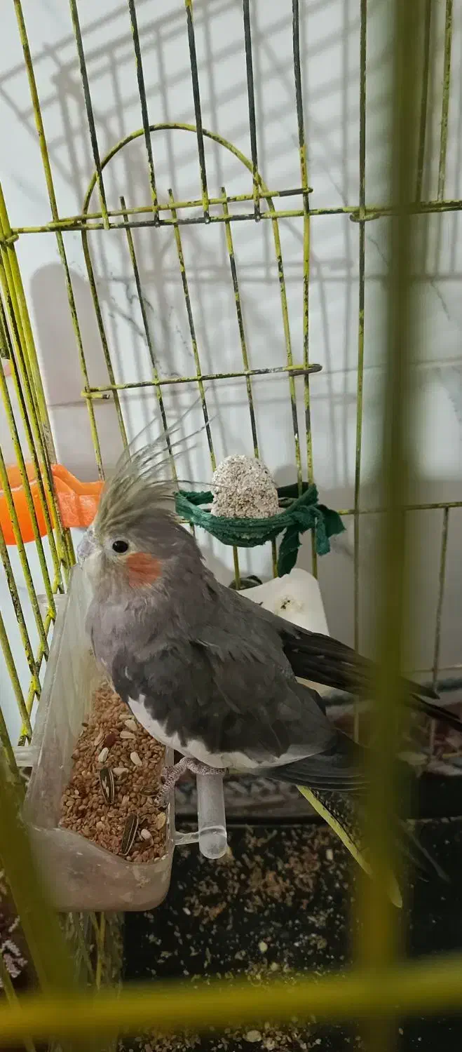 عروس هلندی|پرنده|فیروزه, |دیوار