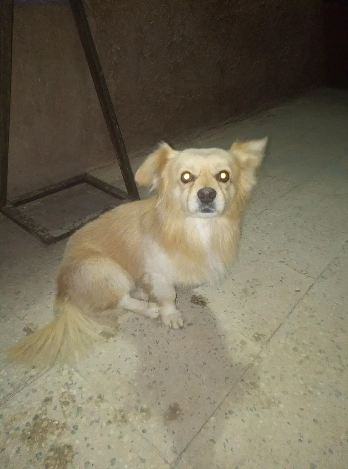 سگ گمشده|سگ|یاسوج, |دیوار