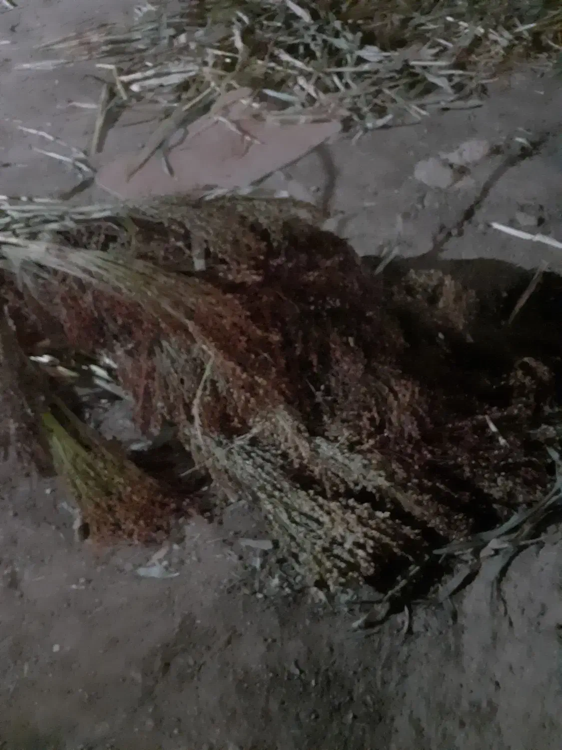 چهارنیسان جاروشهری تازه چیده شده|لوازم نظافت|خرم‌آباد, |دیوار