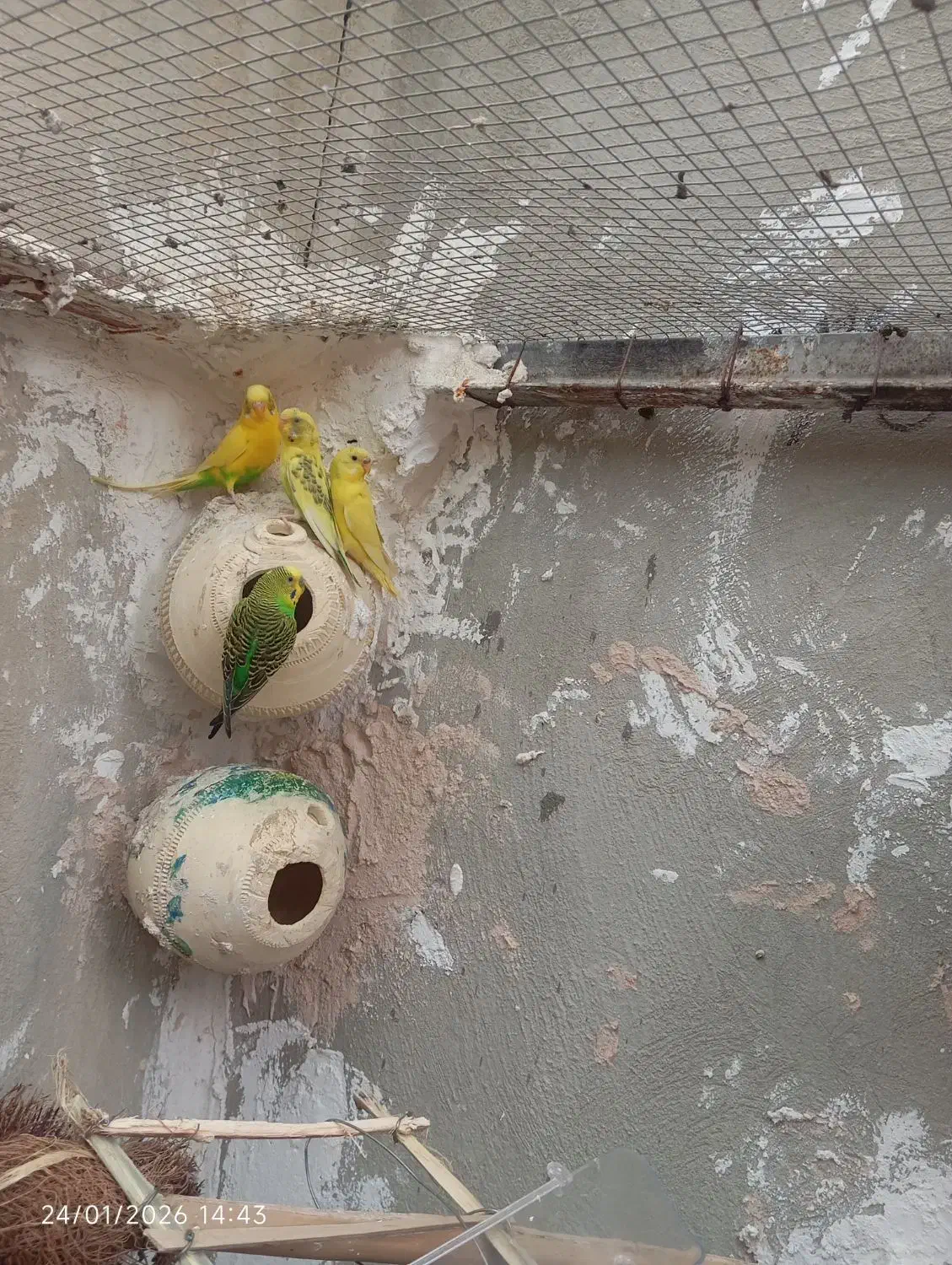 تعدادی مرغ عشق|پرنده|میناب, |دیوار