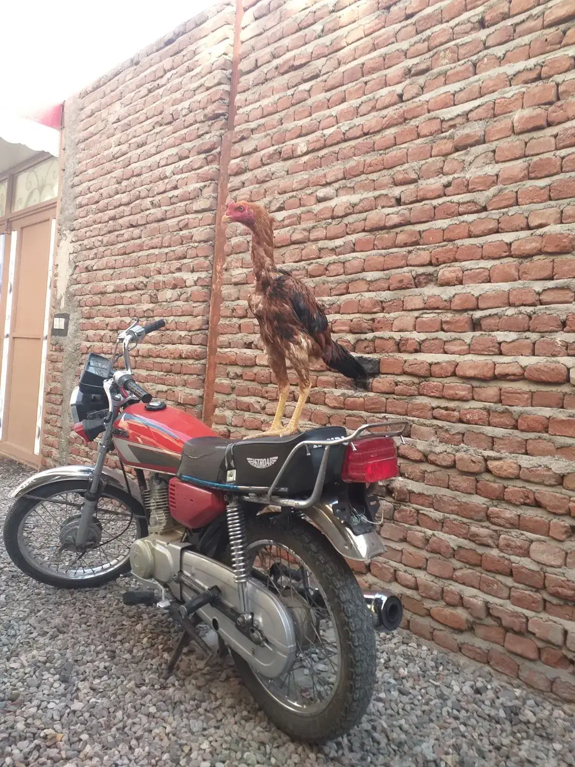 موتور|موتورسیکلت|بناب, |دیوار