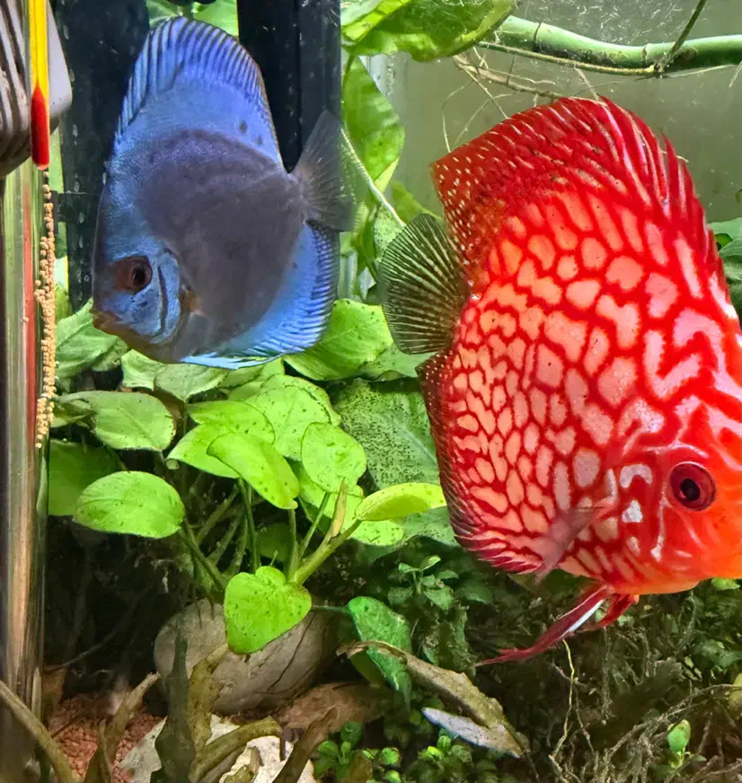 دیسکس جفت|ماهی|مشهد, آزادشهر|دیوار