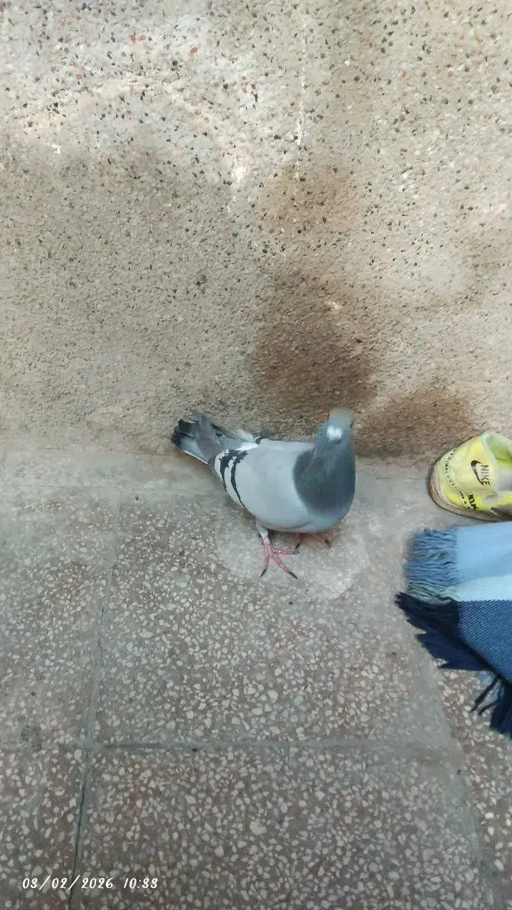 کبوتر|پرنده|مشهد, ایثار|دیوار