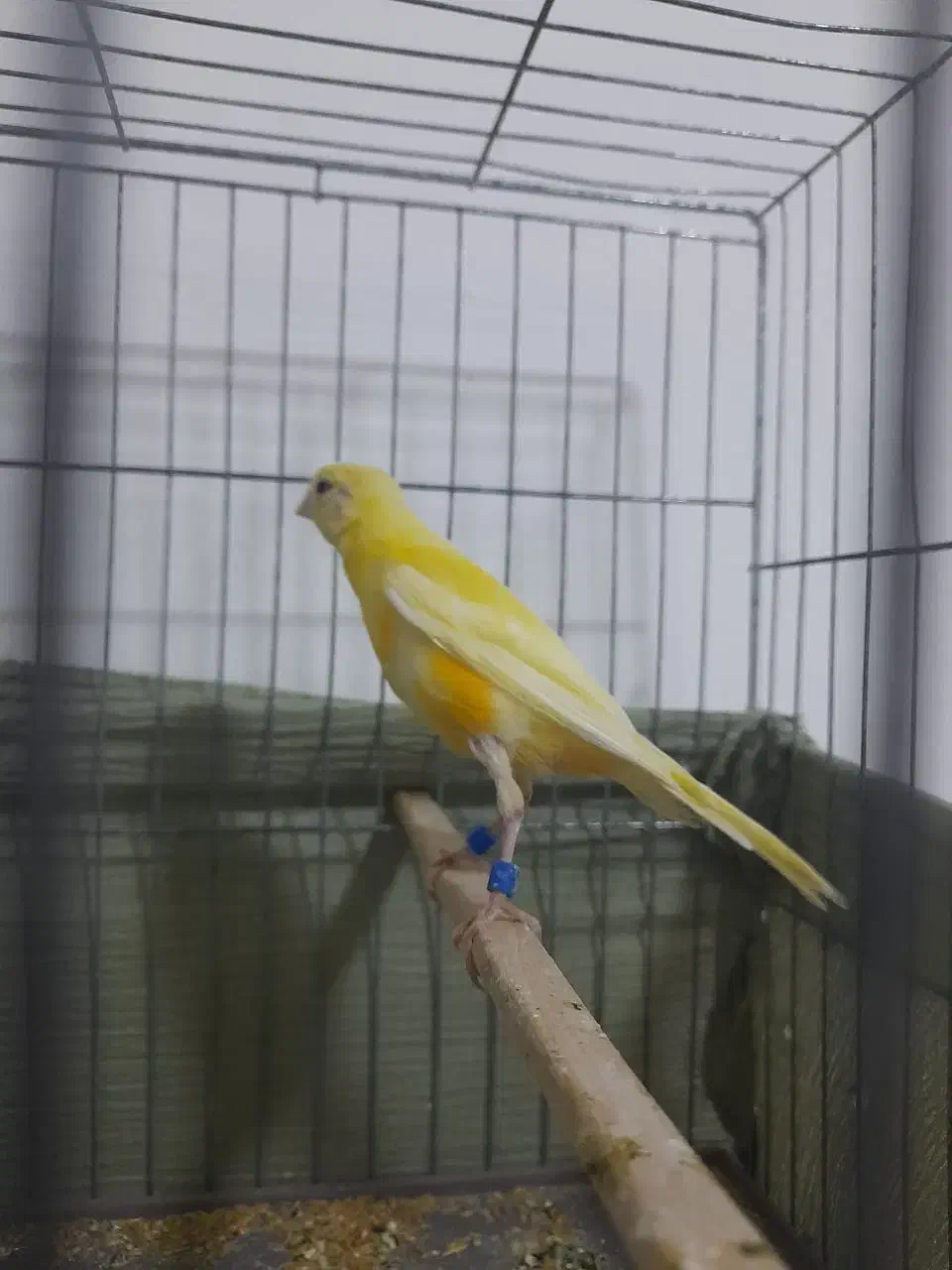 قناری نر|پرنده|قشم, |دیوار