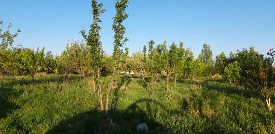 باغ یک هکتاری نزدیک به شهر|فروش زمین و ملک کلنگی|زنجان, |دیوار