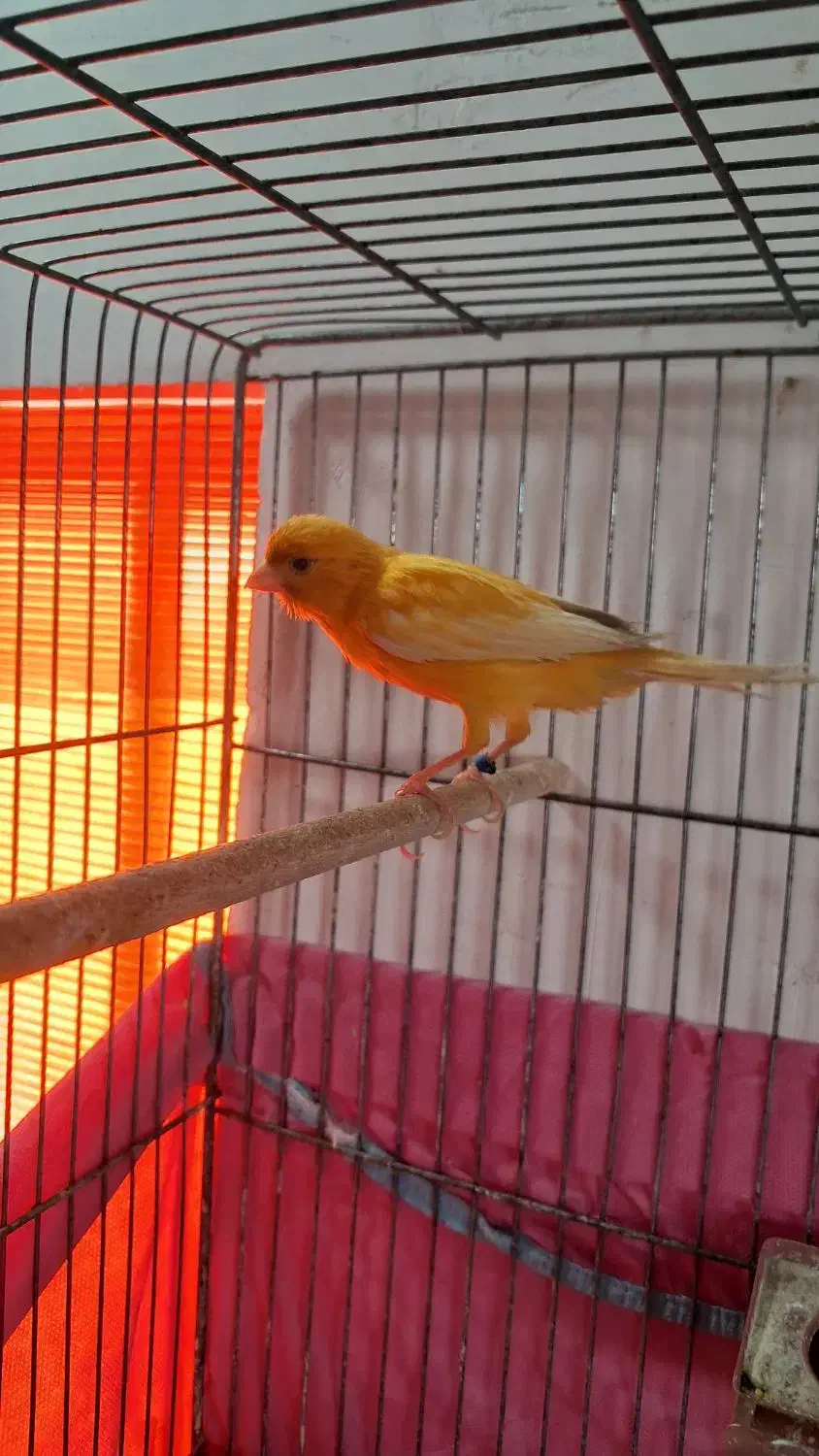 فروش یک عدد قناری نر شور|پرنده|اردکان, |دیوار