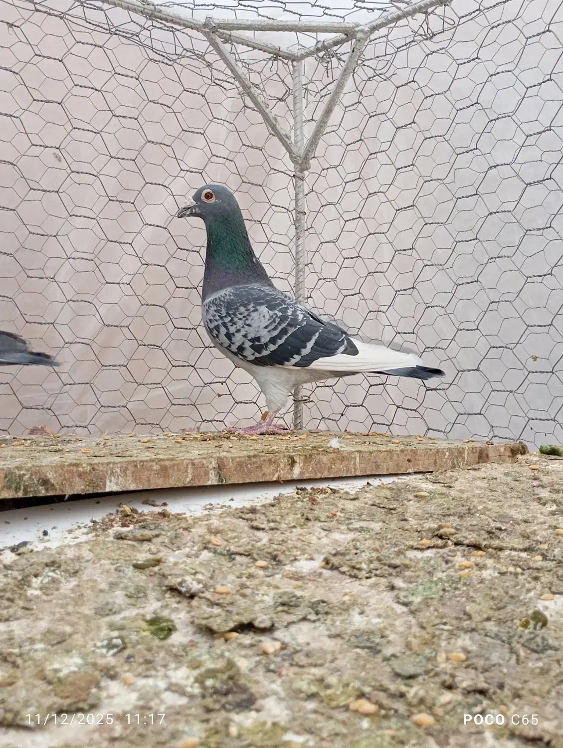 نروماده پولک شاهپر|پرنده|فردوس (خراسان), |دیوار