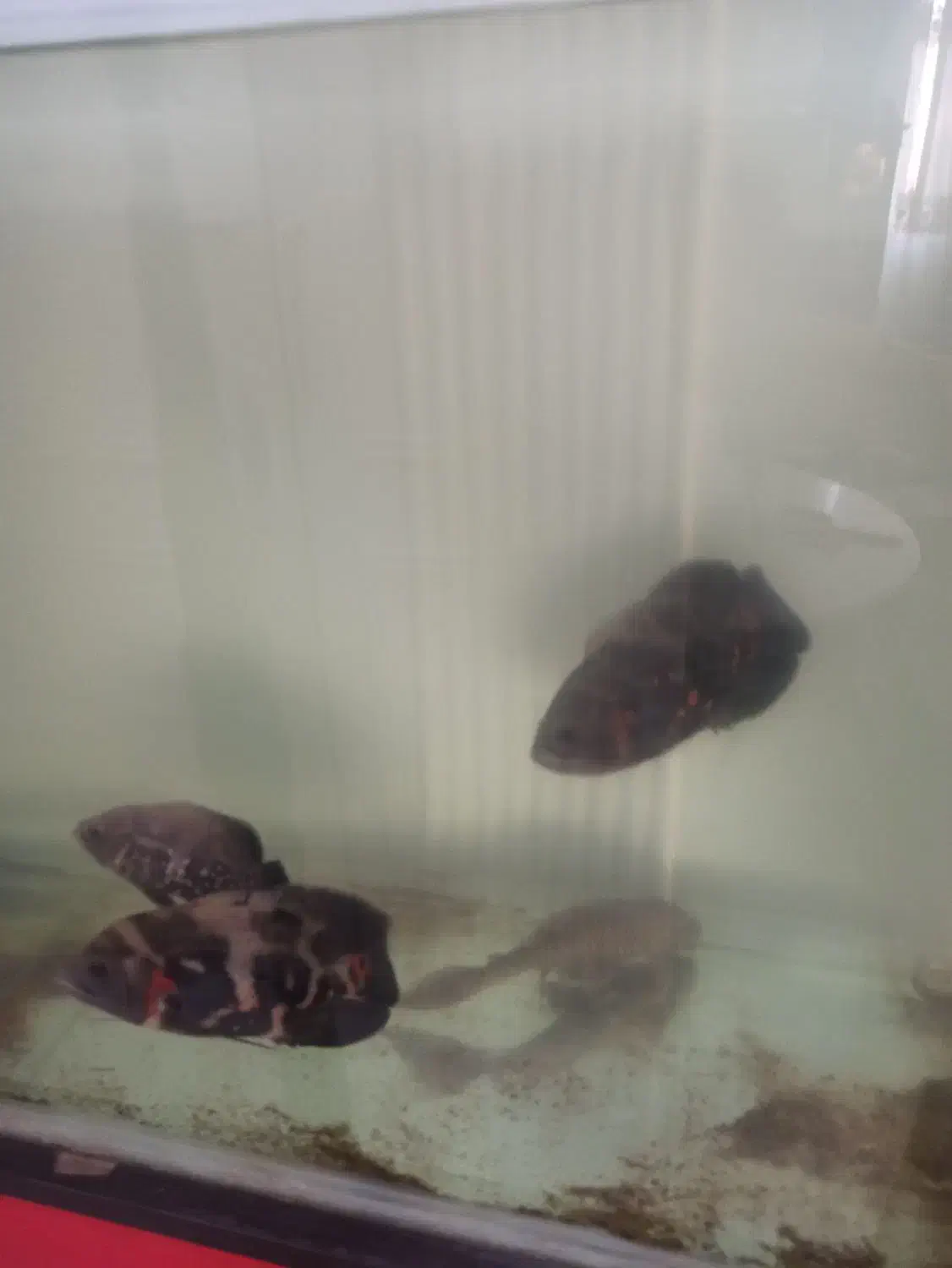 ماهی|ماهی|مشهد, توس (بلوار توس)|دیوار