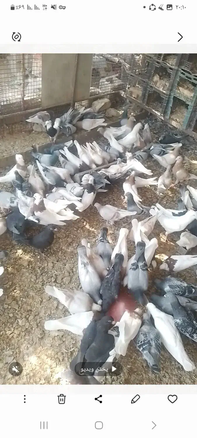 تعدادی کبوتر|پرنده|جویم, |دیوار