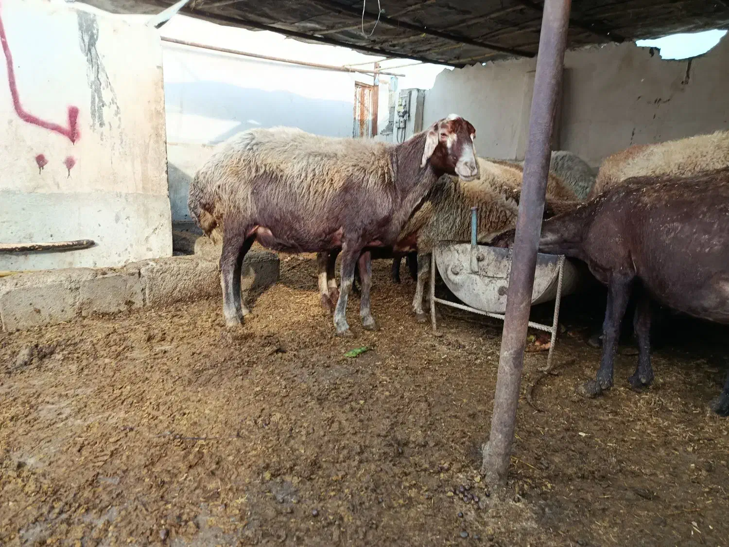 گوسفند افشار ‌. جوان .ابست|حیوانات مزرعه|فاضل آباد, |دیوار