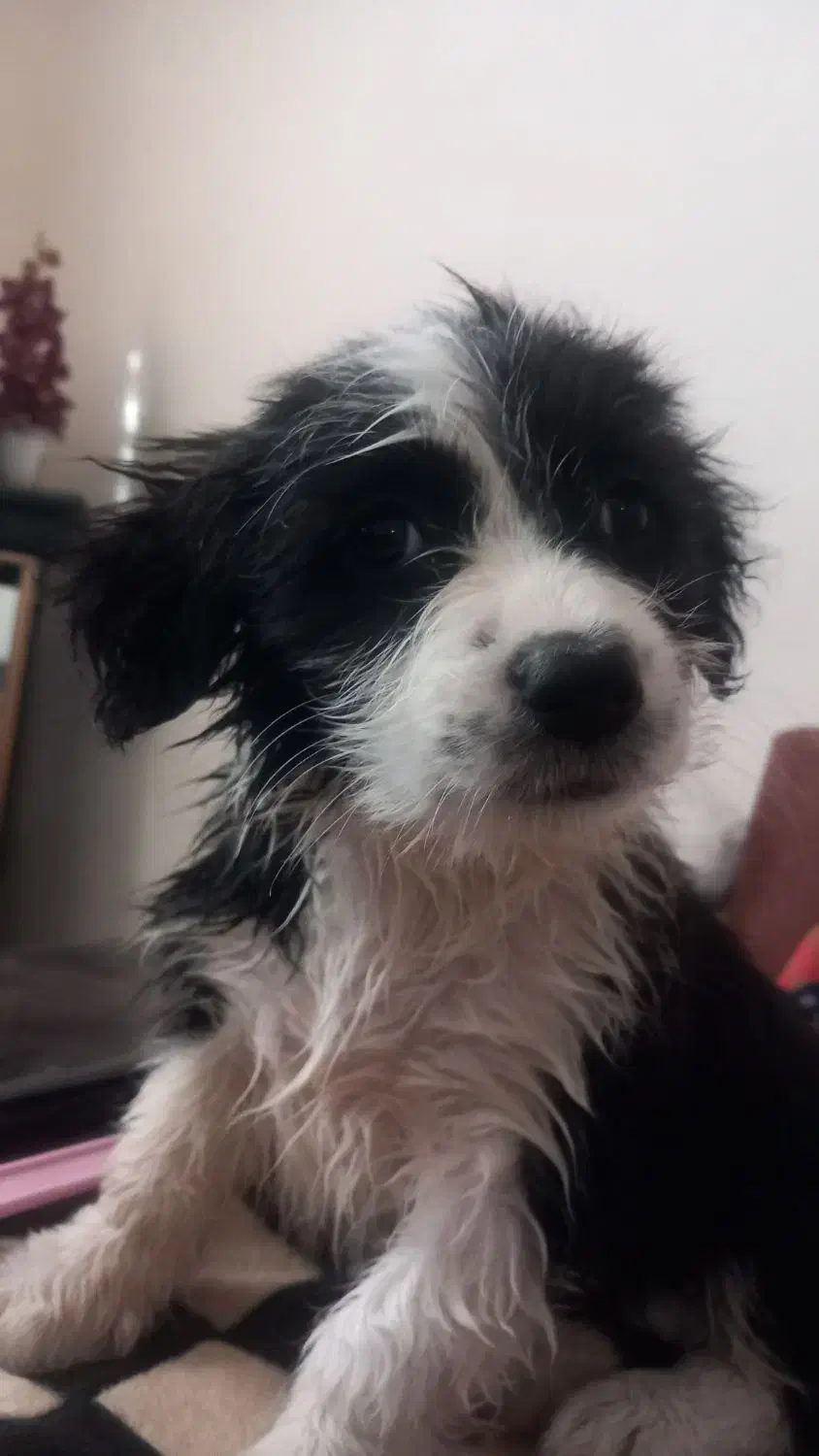 واگذاری|سگ|پرند, فاز ۶|دیوار