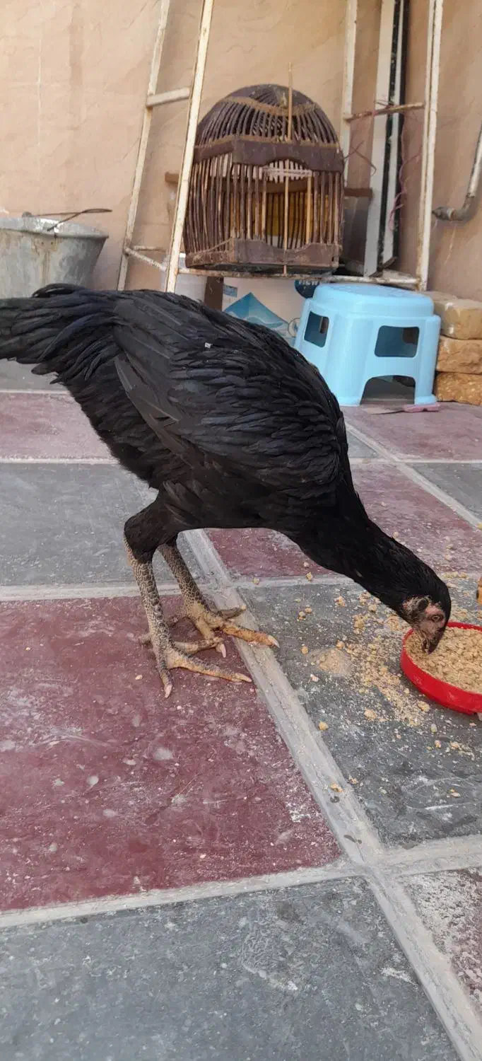 فروش‌جوجه‌مرغ وخروس‌اوشامو ومرغ‌افغان|حیوانات مزرعه|کامیاران, |دیوار