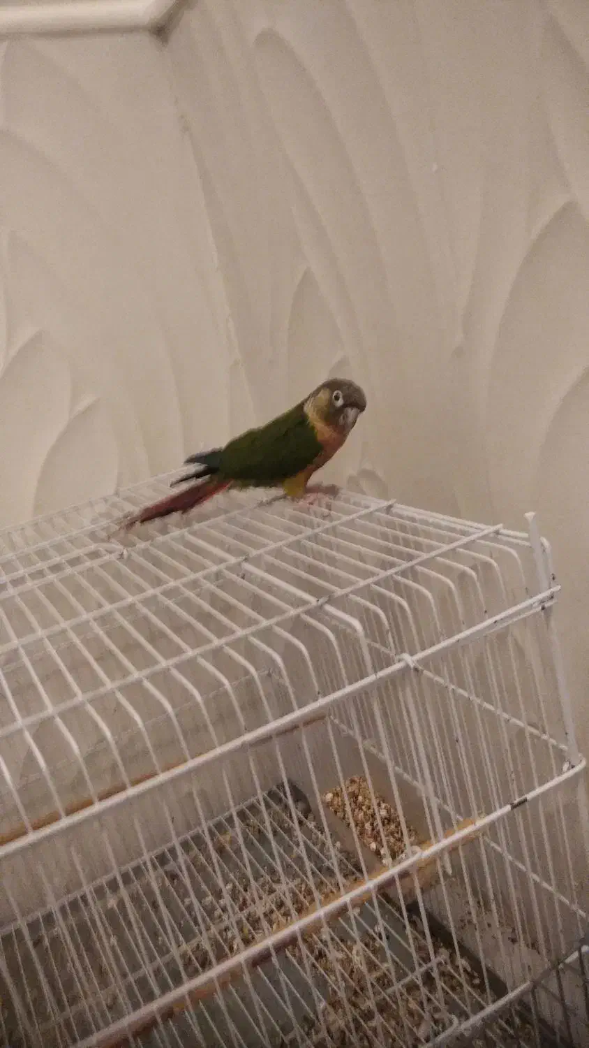 بنک خ ساحلی خ محمدرسول الله فرعی ۶|پرنده|بندر کنگان, |دیوار