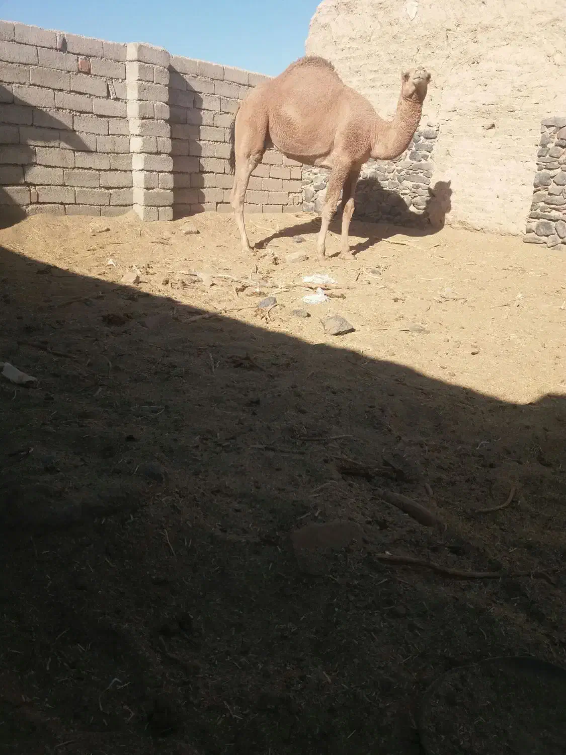 شتر|حیوانات مزرعه|نهبندان, |دیوار