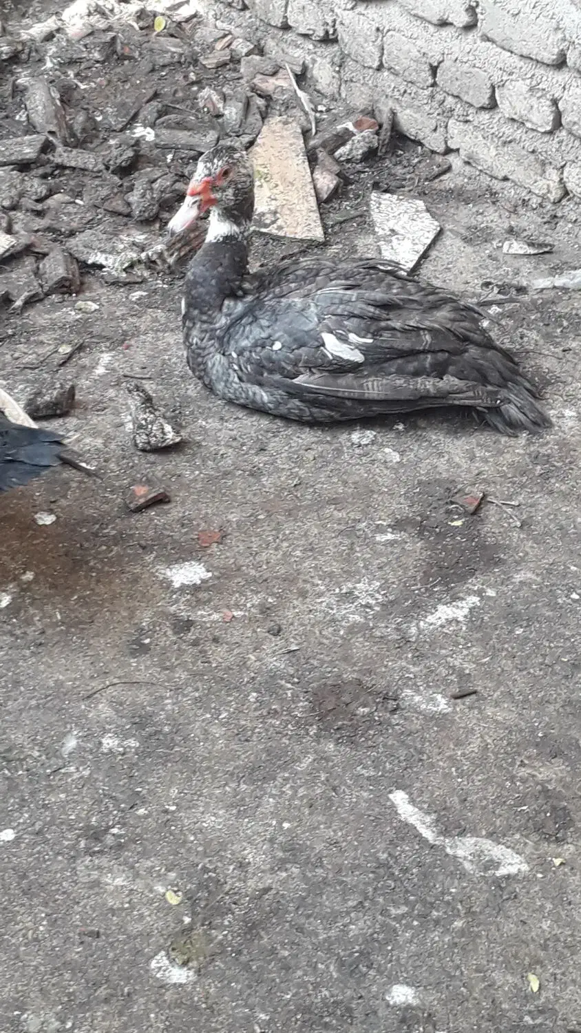 اردک خارجی نر|حیوانات مزرعه|نگین شهر, |دیوار