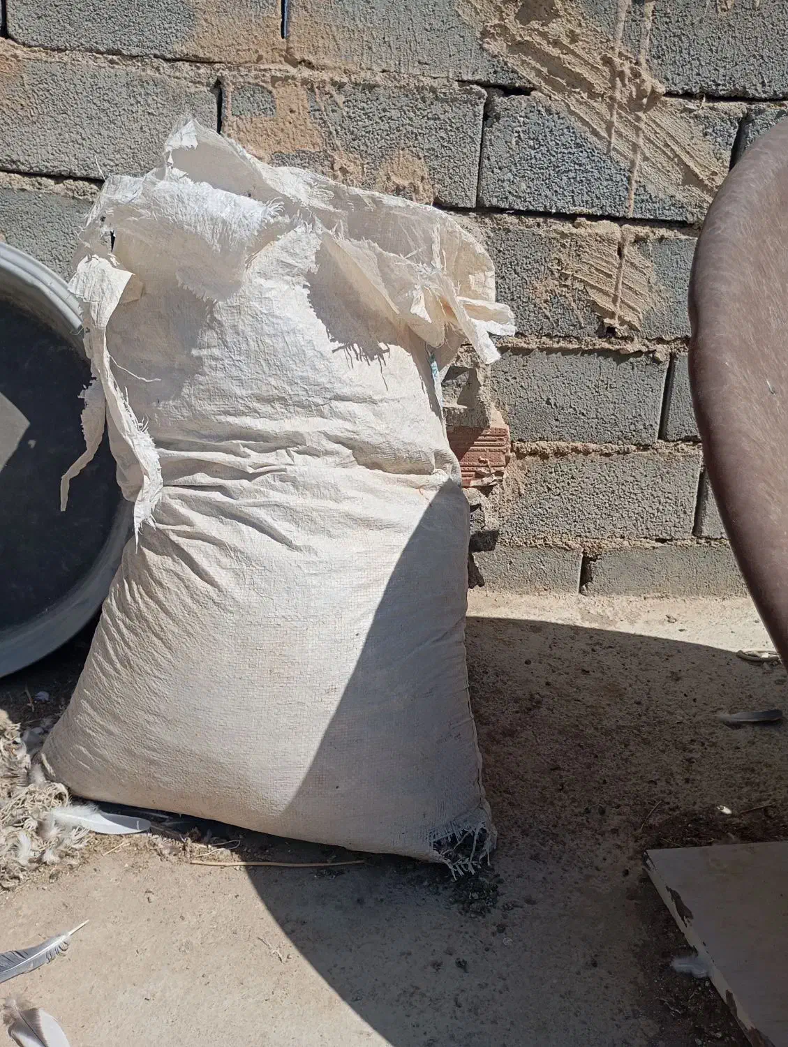 چند کیسه کود یا فضله کبوتر|گل و گیاه طبیعی|شیروان (خراسان), |دیوار