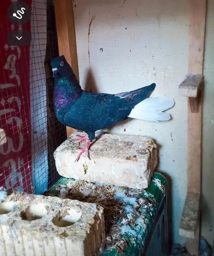 دمبی سفید ماده|حیوانات|فسا, |دیوار