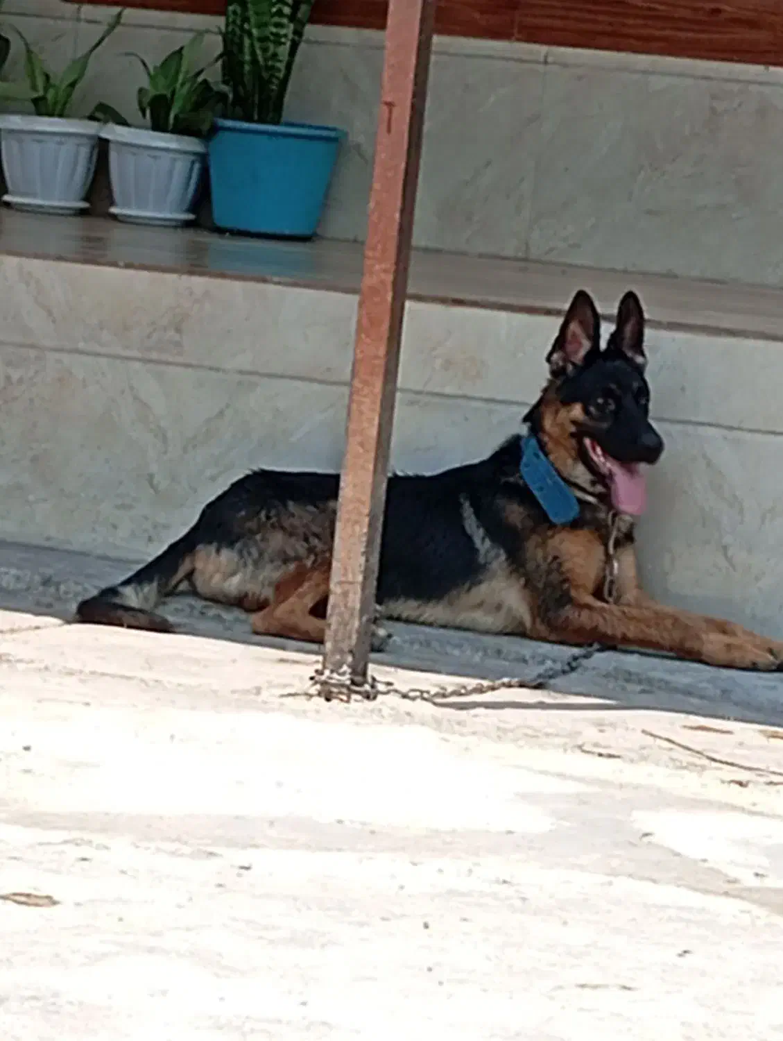 سگ ژرمن|سگ|سنگر, |دیوار