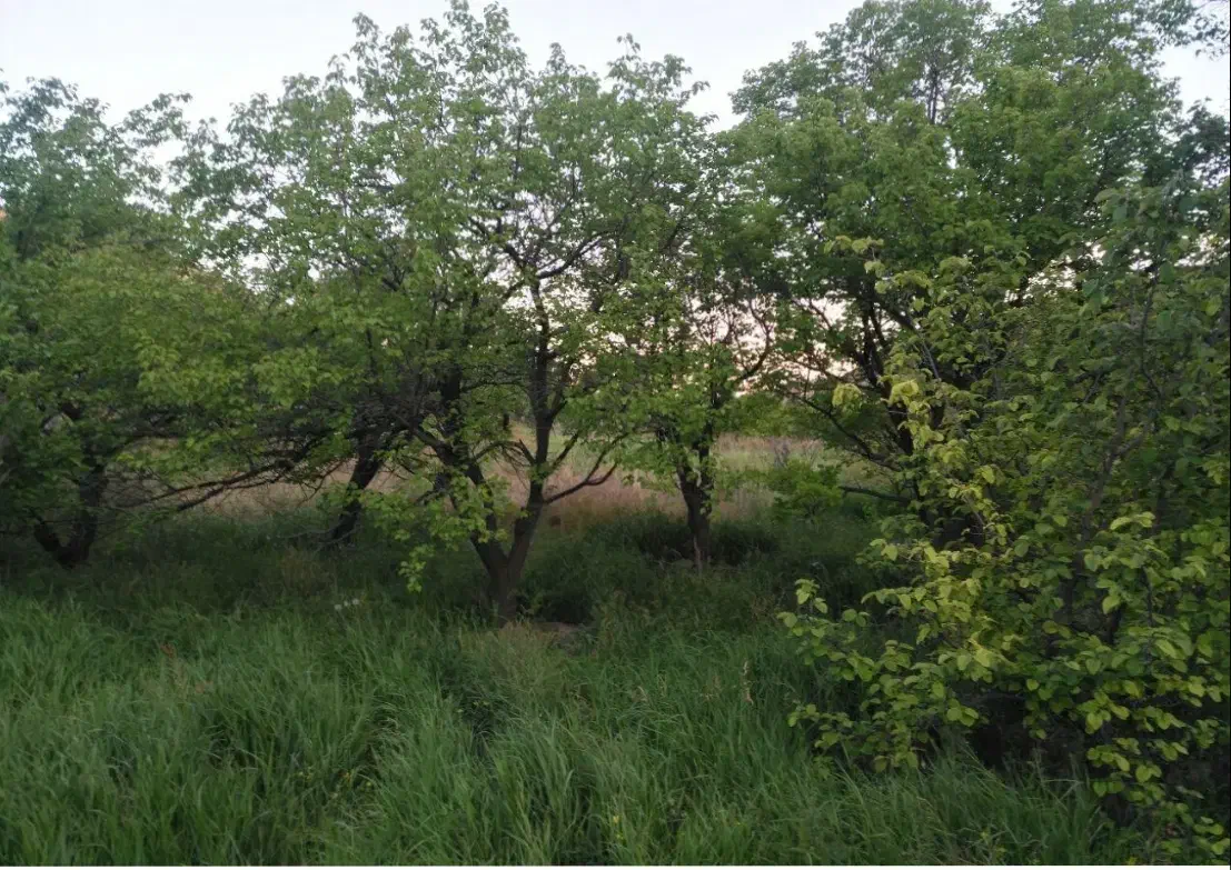 باغ|فروش زمین و ملک کلنگی|فریدونشهر, |دیوار