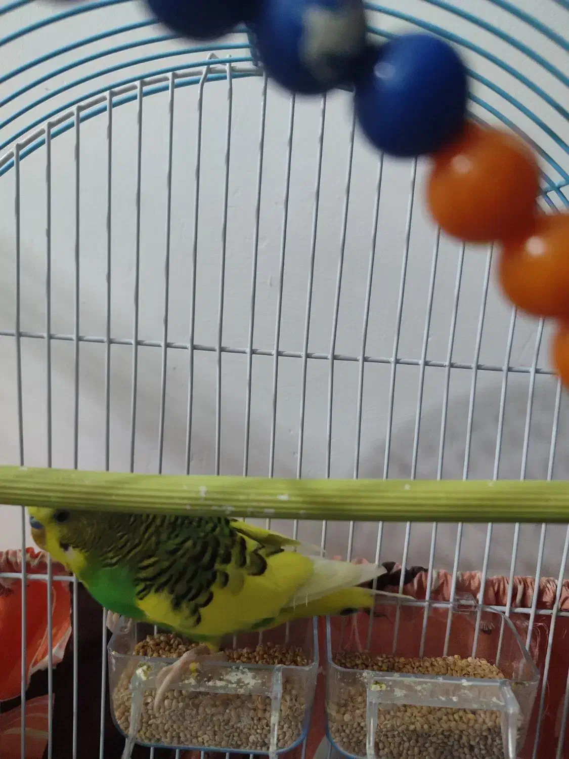 مرغ عشق هلندی|پرنده|رشت, پل تالشان|دیوار