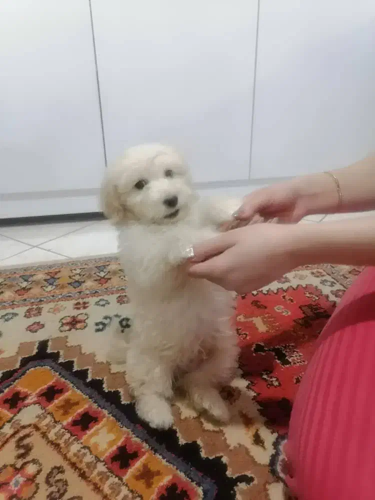 فروش فوری|سگ|مشهد, نیزه|دیوار