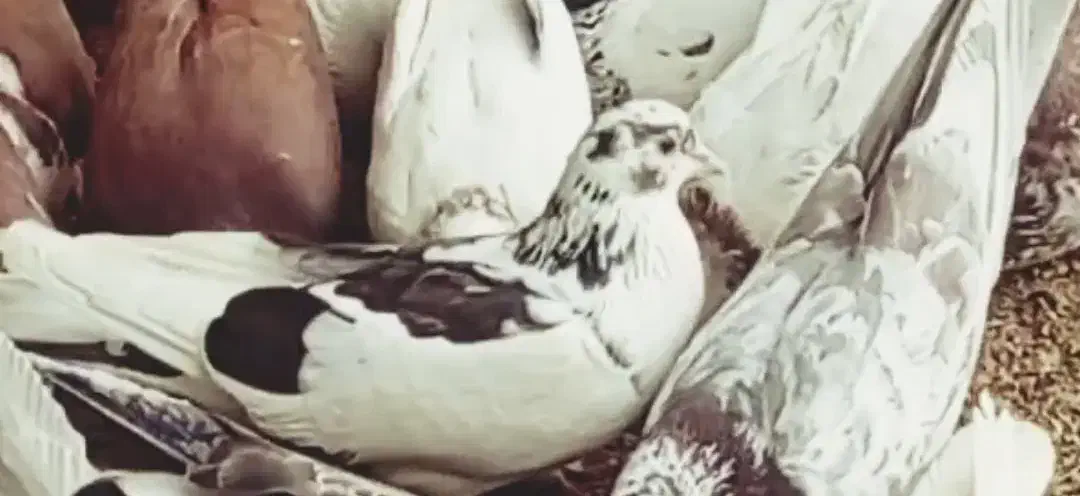 کفتر گرفتنی|پرنده|سلماس, |دیوار