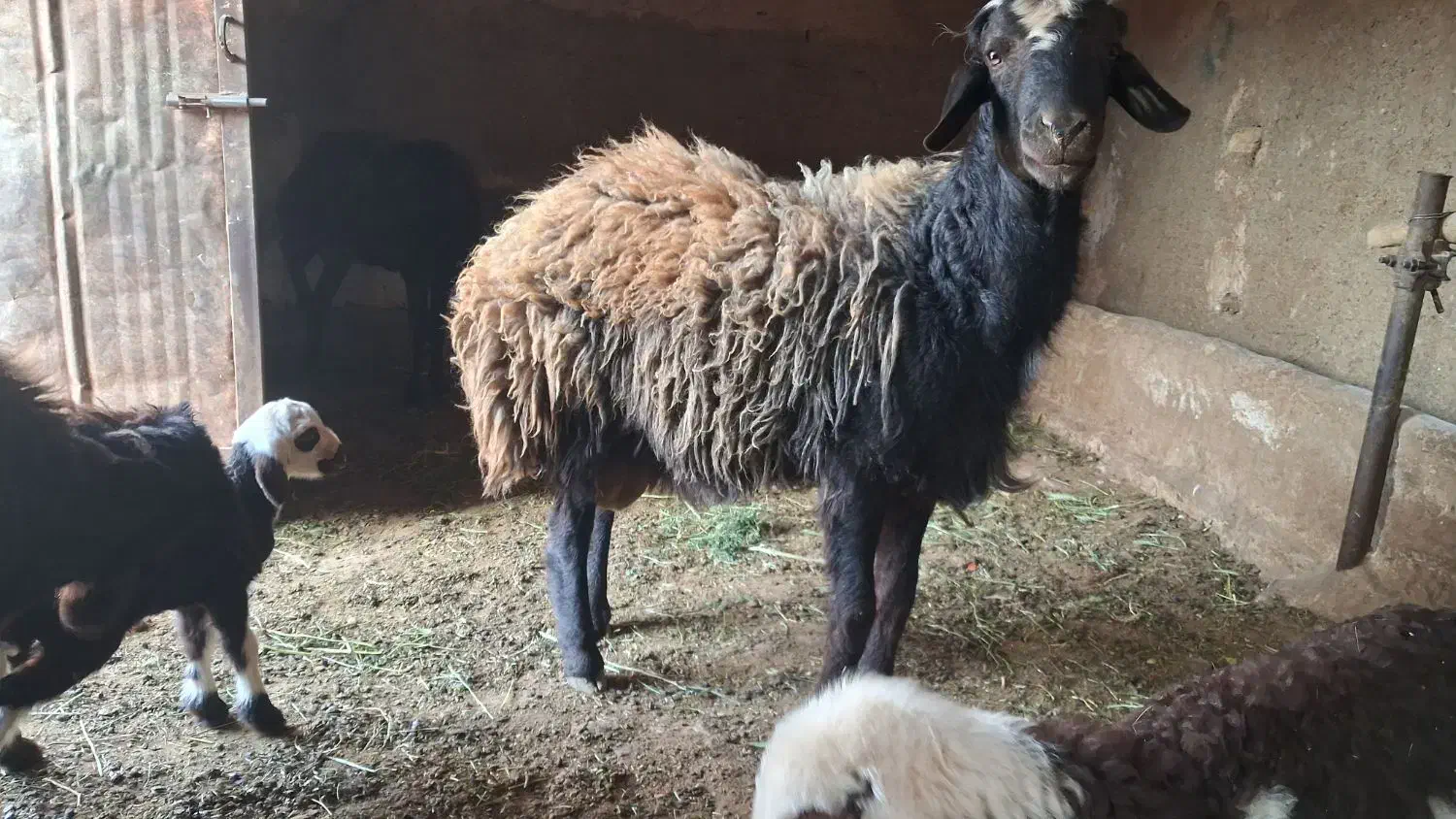 برهد|حیوانات مزرعه|گناباد, |دیوار