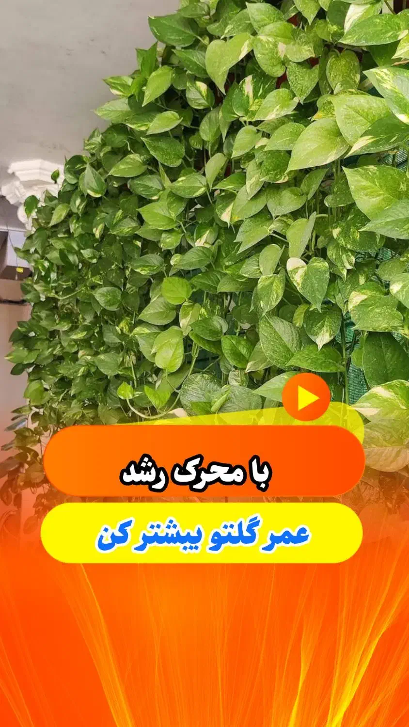 با قرص کود گلهاتو شاداب کن|گل و گیاه طبیعی|ساری, |دیوار