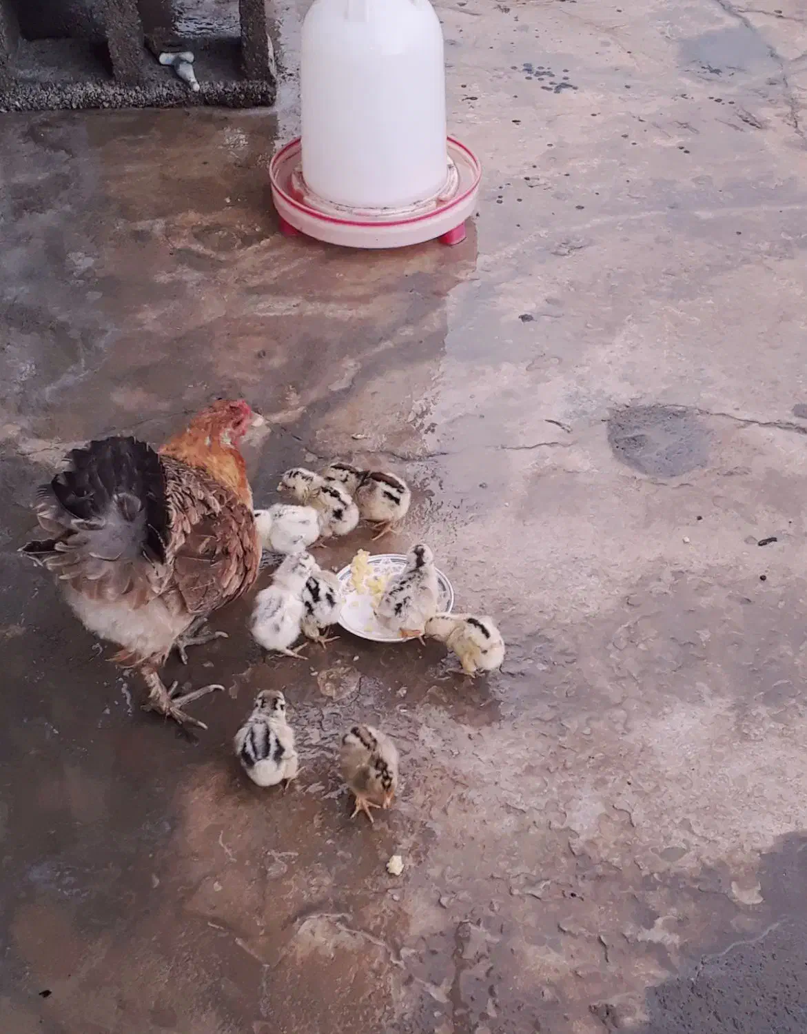 مرغ با جوجه / خروس محلی کاملا سالم و جوان (باشت)|حیوانات مزرعه|باشت, |دیوار