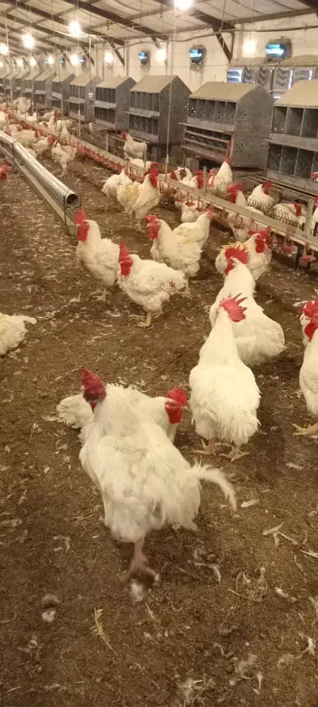 نیازمند سرمایه گذار منصف و شایسته|خدمات مالی، حسابداری، بیمه|اردبیل, |دیوار