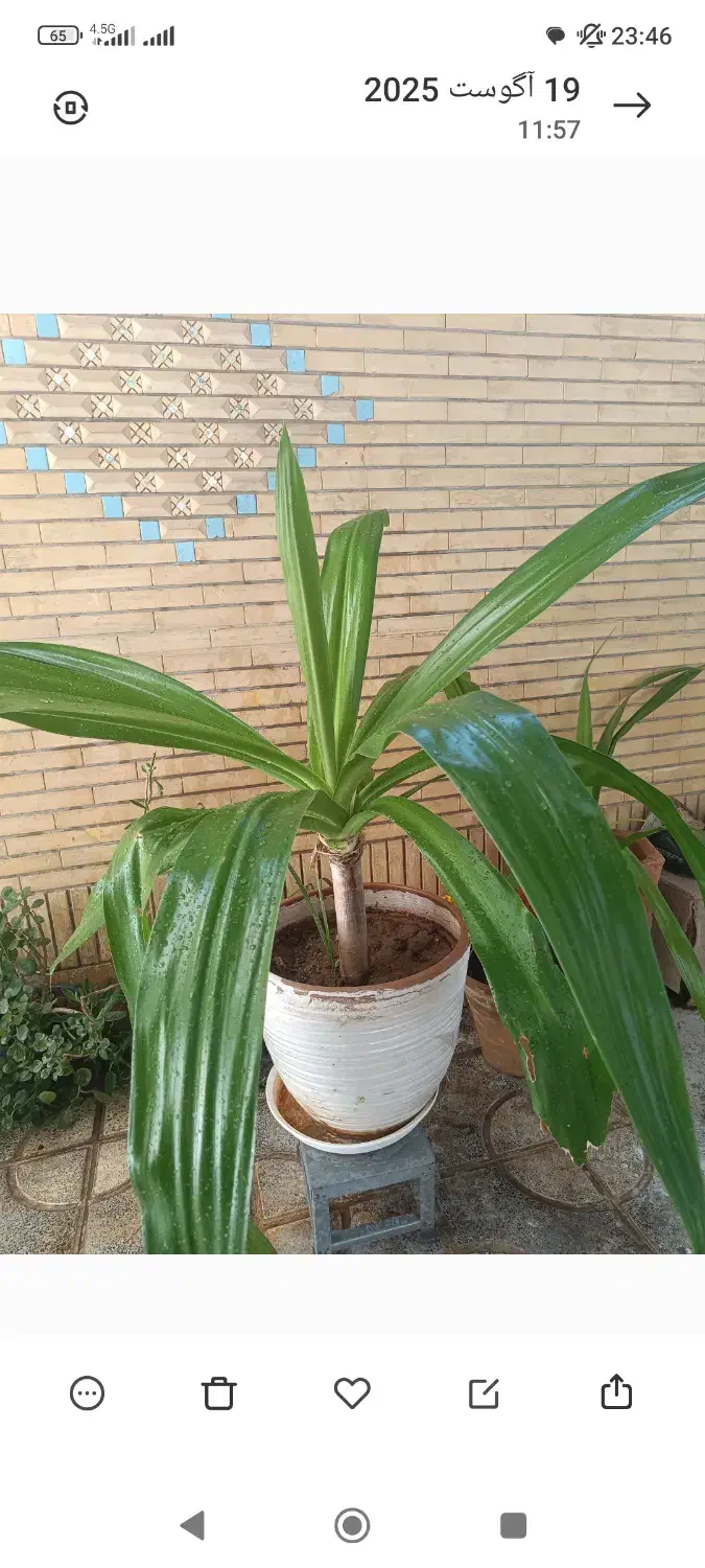 گل های ذرتی بزرگ|گل و گیاه طبیعی|شیراز, شهرک والفجر|دیوار