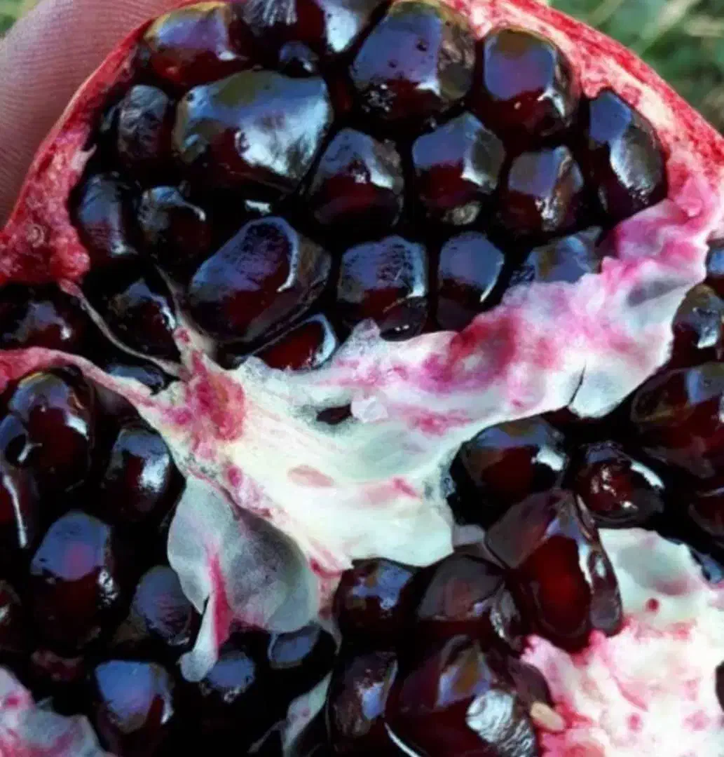 فروش انار ۱۵۰ تن|عمده‌فروشی|استهبان, |دیوار