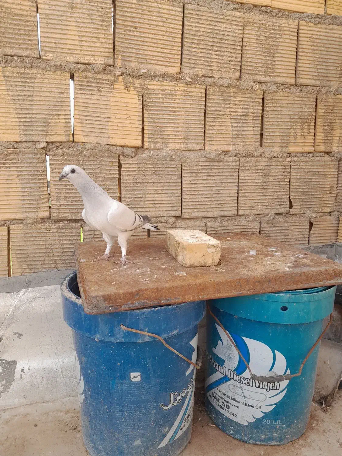 کبوتر|پرنده|شوشتر, |دیوار